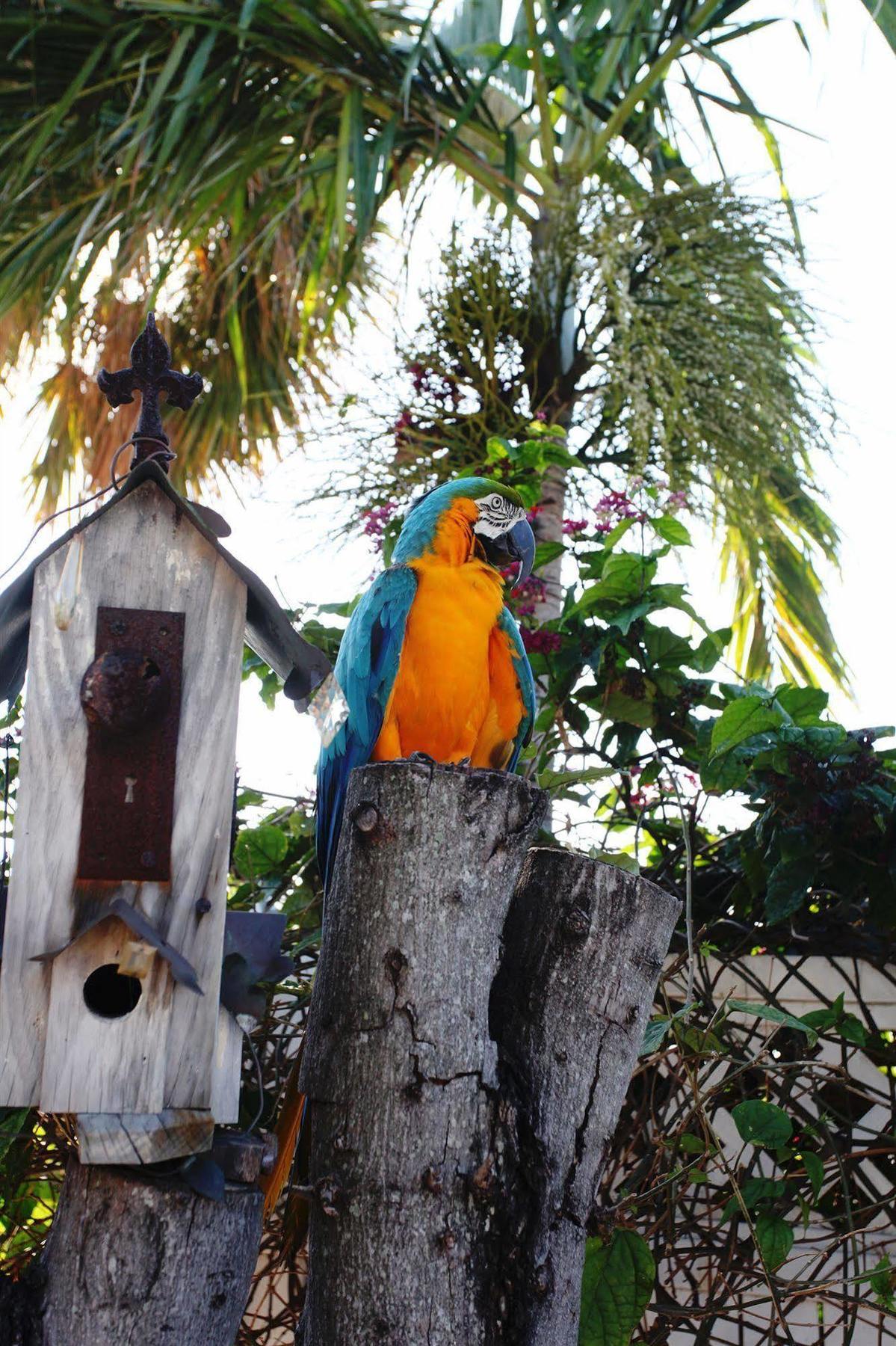 Galt Villas Hotel Fort Lauderdale Zewnętrze zdjęcie